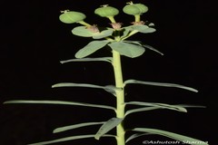 Euphorbia prolifera